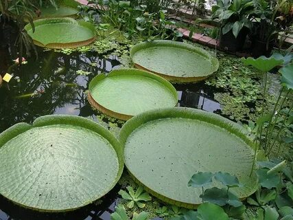 Cool plant