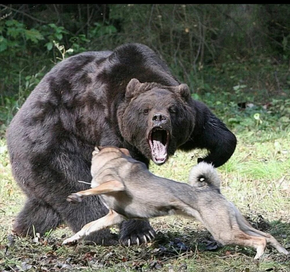 Приснились медведи нападают