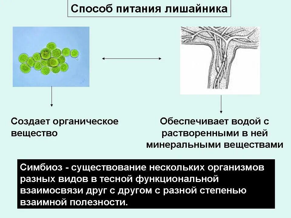 Воду лишайники поглощают. Лишайники Тип питания. Способ питания лишайников. Способы питания. Процесс питания лишайников.