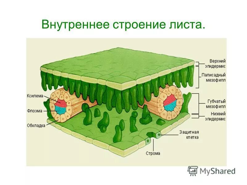 Урок биологии внешнее и внутреннее строение листа. Внешнее и внутреннее строение листа. Внутреннее строение листа и его части. Лист внешнее строение внутреннее строение. Внутреннее строение листа растения.