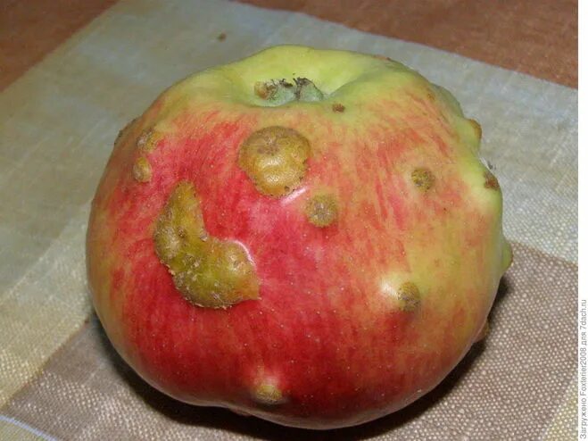 глеоспориозная гниль яблок. наросты на яблоках что это. яблоневая парша. дубовая орехотворка галлы. наросты на яблоках что это.