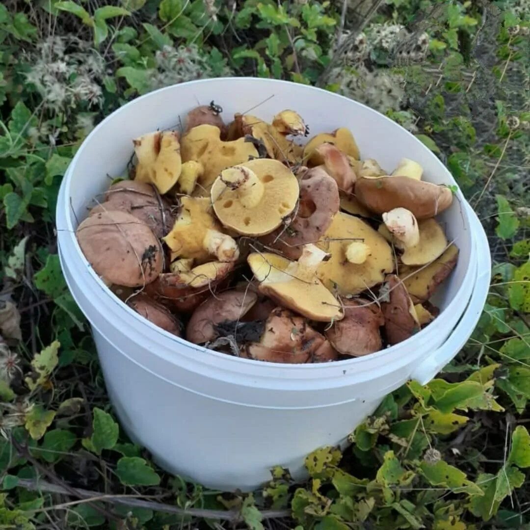 Опята и маслята. Моховик. Чат грибников. Грибные места рассказ лебедевой. Чат грибников.