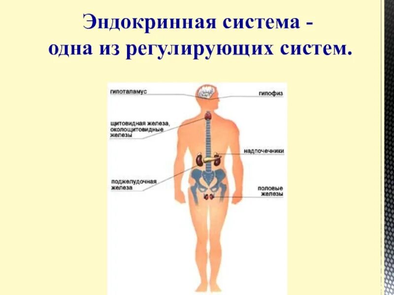 Какая эндокринная железа изображена на рисунке. Эндокринная система. Строение эндокринной системы человека. Схема строения эндокринной системы. Общий план строения эндокринных желез.