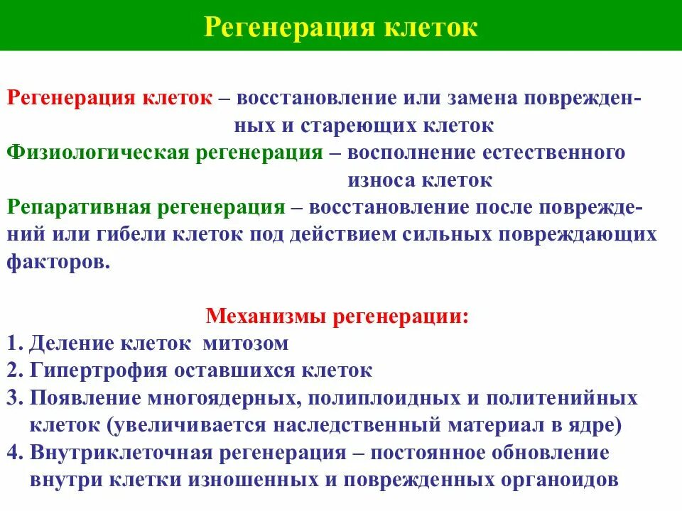 Регенерация клеток. Механизмы регенерации тканей. Восстановление клеток. Процесс восстановления клетки.