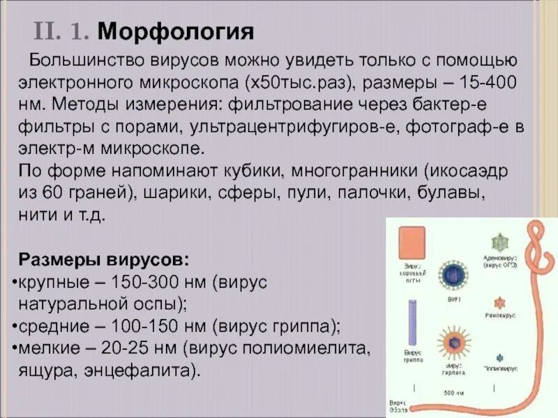 Вирус ковид группа патогенности. Морфология и структура вирусов. Строение вирусов микробиология. Вирусы по микробиологии. Морфология вирусов микробиология.