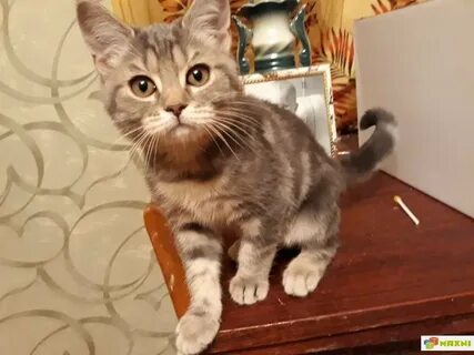 Обычный котенок в 3 месяца
