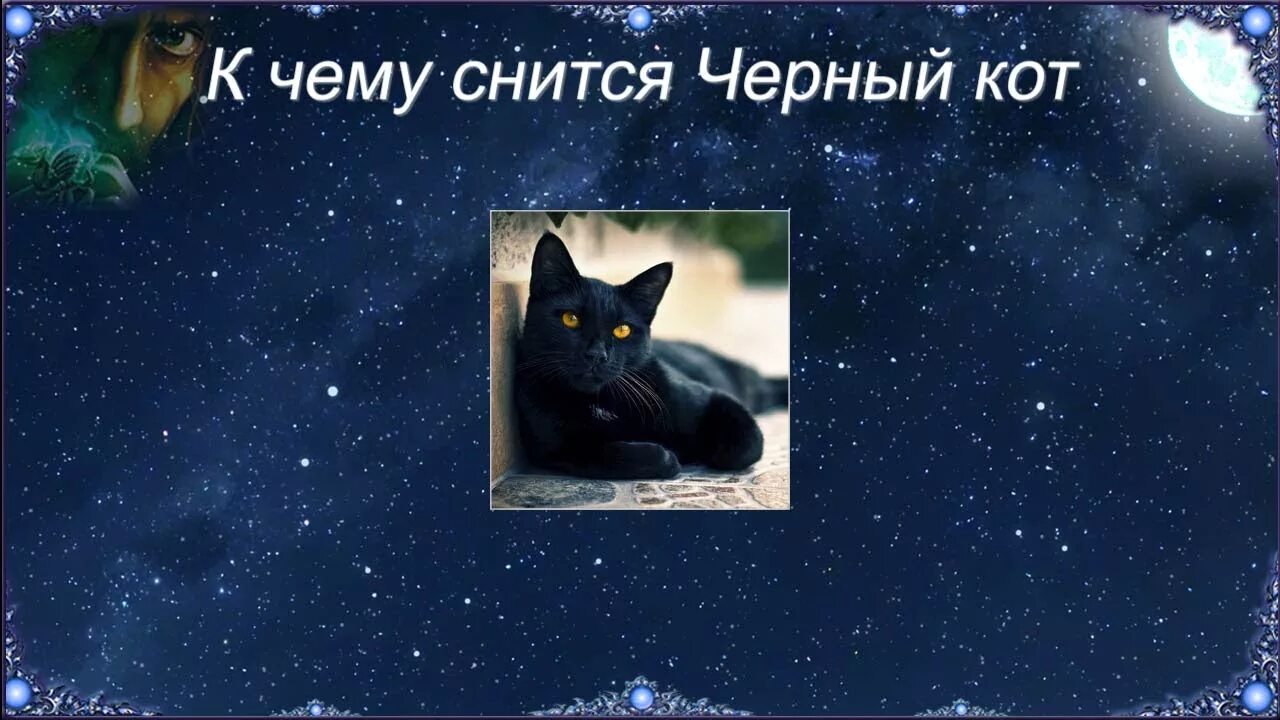 К чему снятся коты во сне мужчине. К чему снится черный кот. Сонник черный кот к чему снится. Сонник черный кот. К чему снится чёрная кошка.