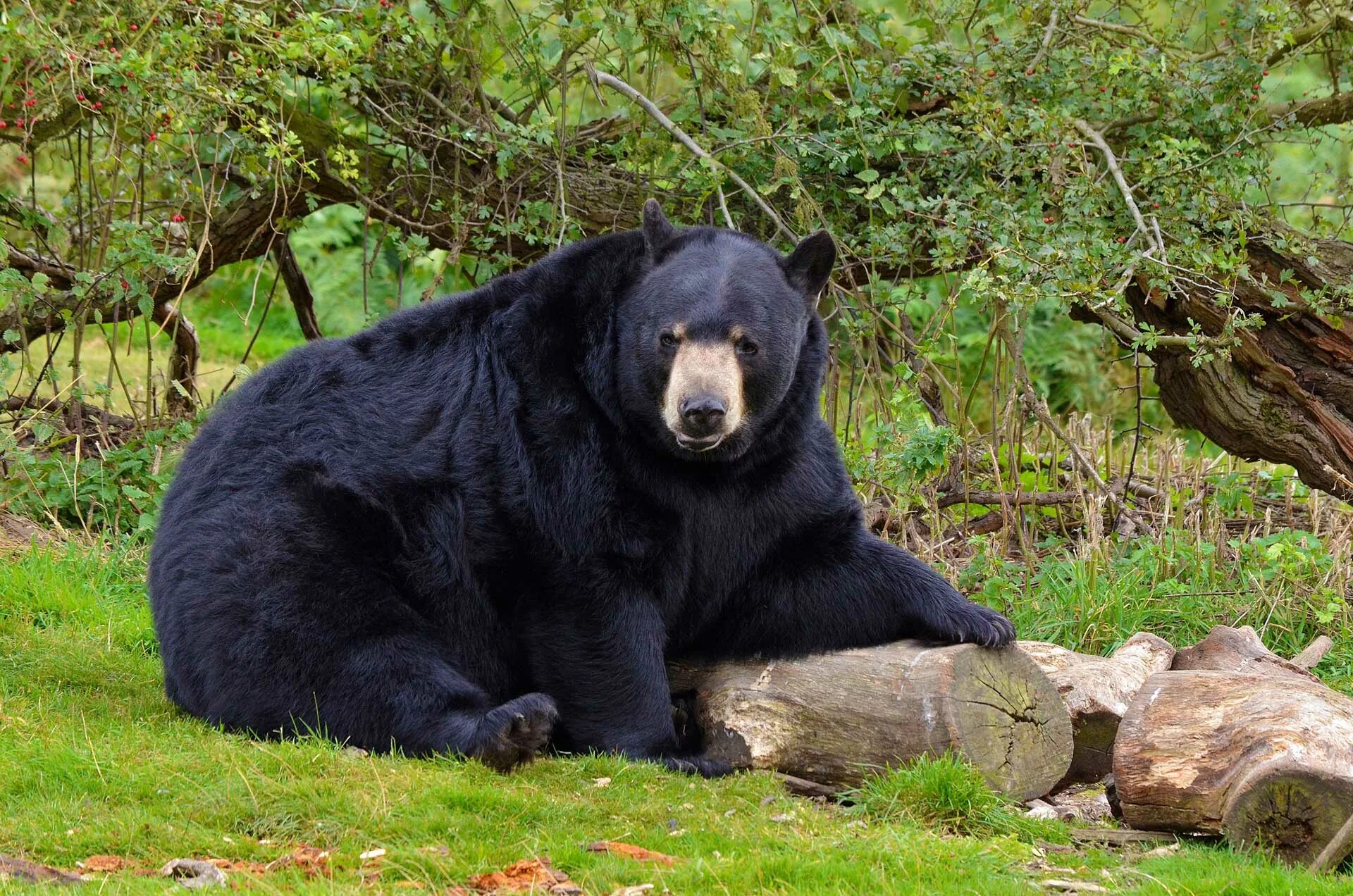 Медведь барибал умеет лазить по деревьям. Американский медведь Барибал. Американский черный медведь Барибал. Барибал и бурый медведь. Барибал и Гризли.