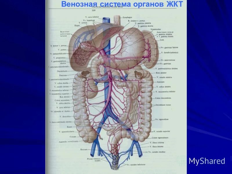 Правая желудочная вена. Венозная система. Синтопия пищеварительной системы. Венозная система пищеварительной системы.