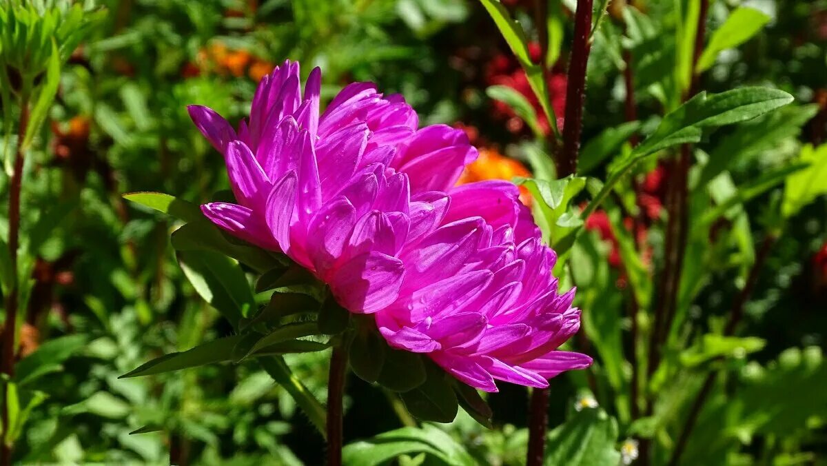 Травы и цветы смоленской области. Серпухов люпины. Памятник опалённый цветок в смоленске. Смоленска цветок фото. Смоленск поля люпинов.
