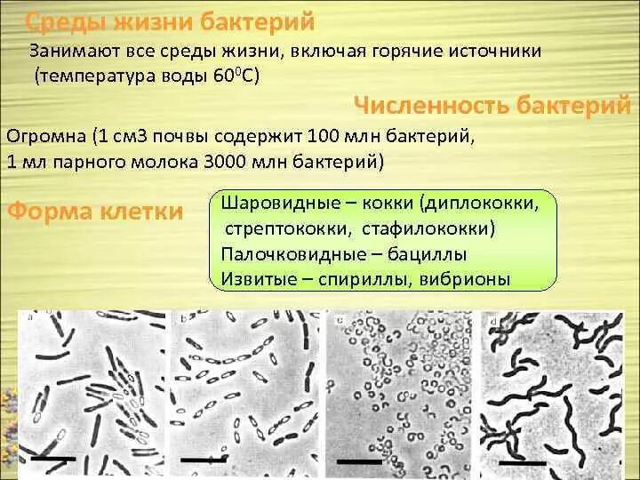 Среды жизни бактерий. Какие среды жизни занимают бактерии?. Признаки жизни бактерий. Прокариоты в горячих источниках.