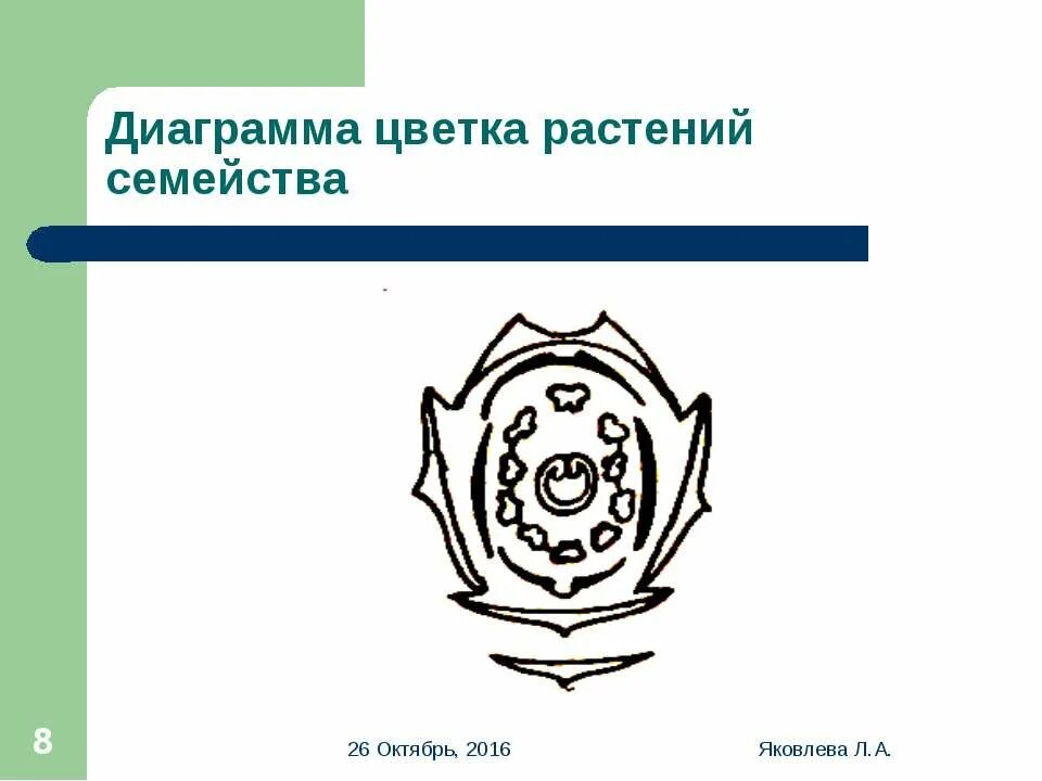 диаграмма цветка бобовых схема. диаграмма цветка мотыльковые схема. формула цветка семейства мотыльковые. диаграмма мотыльковых. горох посевной диаграмма цветка.