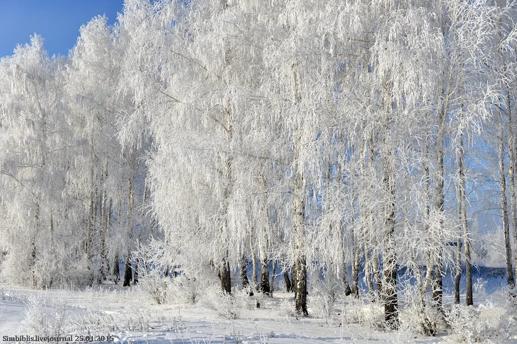 морозное утро. морозное утро. зимний архангельск. морозный день. ясный зимний день.