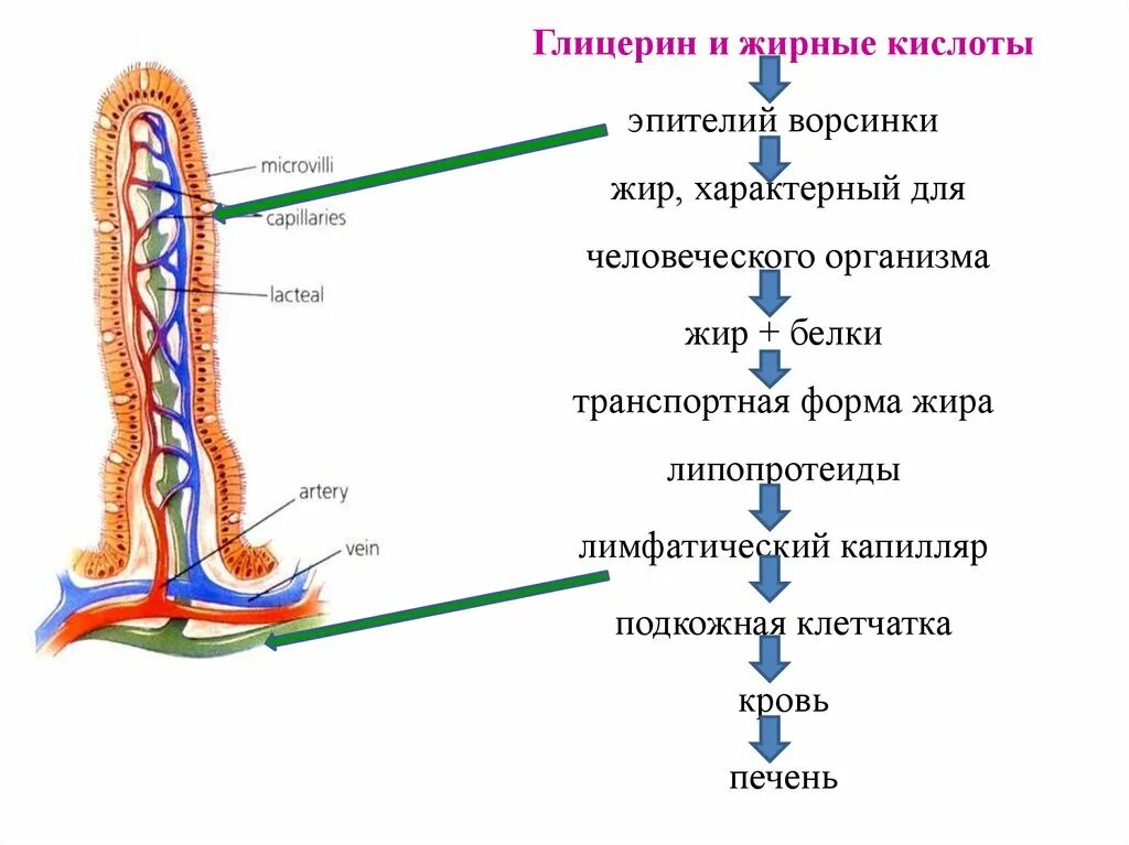 Всасывание глицерина и жирных кислот. Всасывание в кишечных ворсинках. Глицерин и жирные кислоты всасываются в. Где происходит всасывание жиров. Всасывание жиров ворсинками кишечника