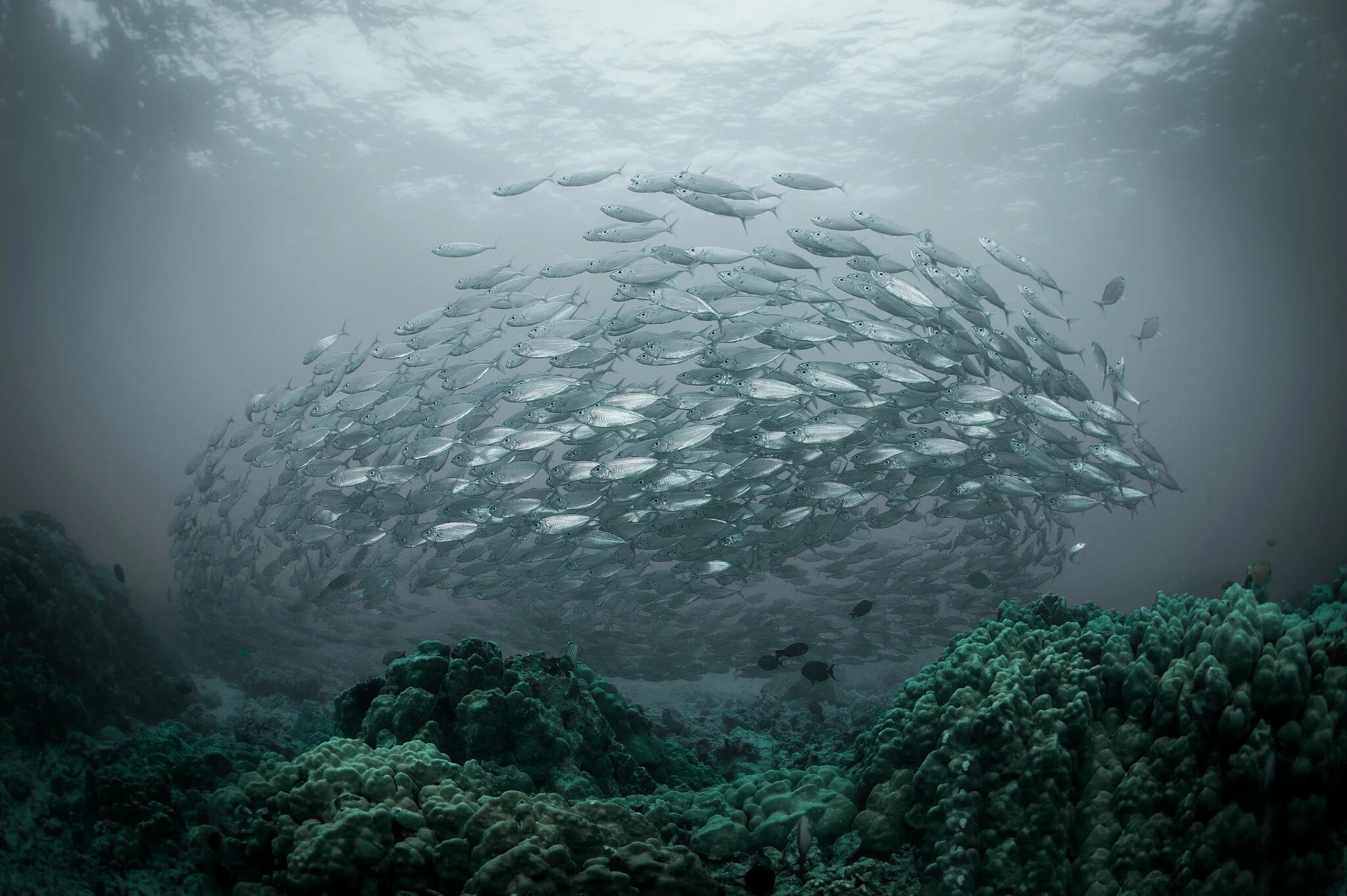 Рыбы океана фото