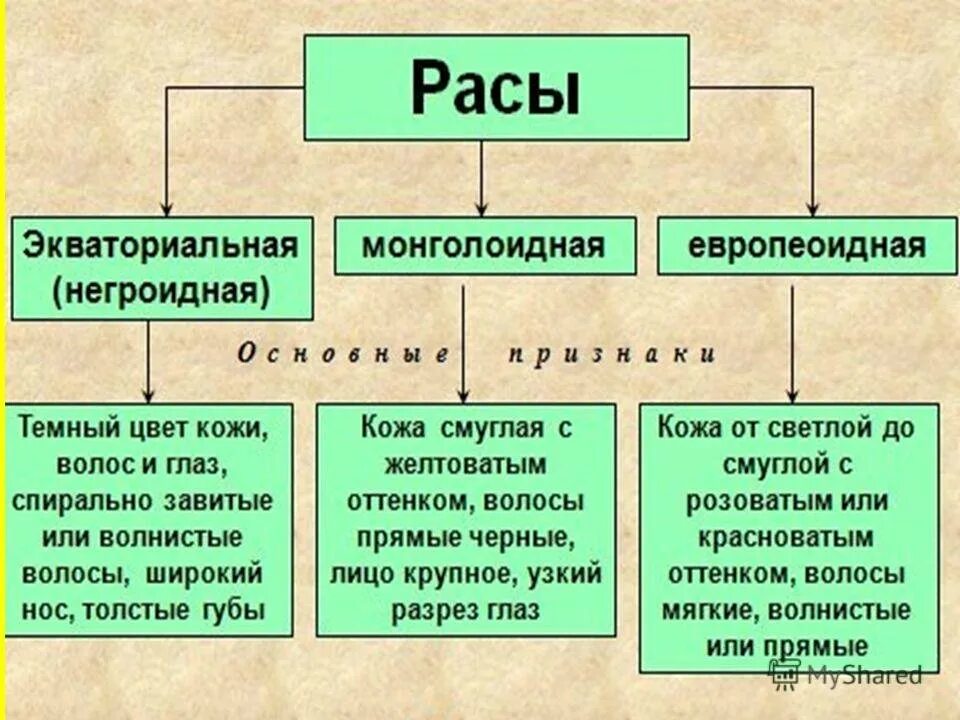 Расы человека кратко