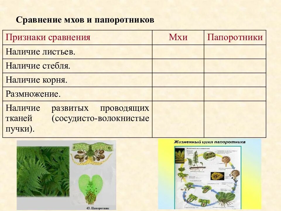 Заполните таблицу жизненная форма папоротник хвощ плаун. Заполните таблицу жизненная форма папоротник хвощ плаун