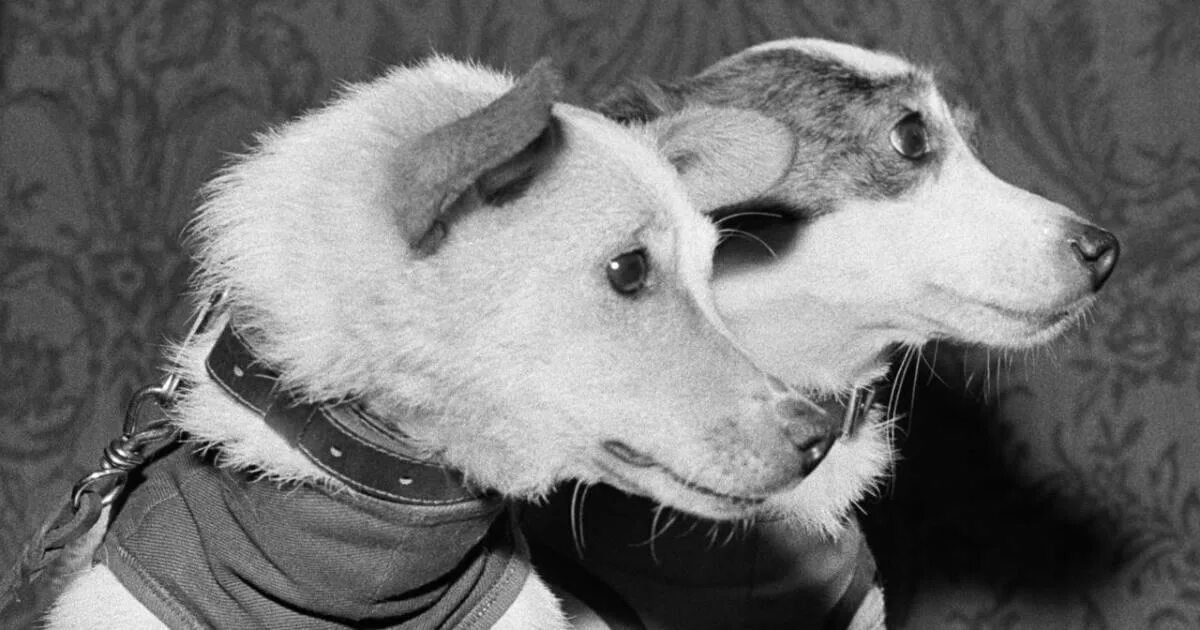 Белка и стрелка космонавты. Белка и стрелка 1960. Полет в космос собак белки и стрелки. Белка и стрелка первые собаки в космосе. Фото белки полетевшей в космос