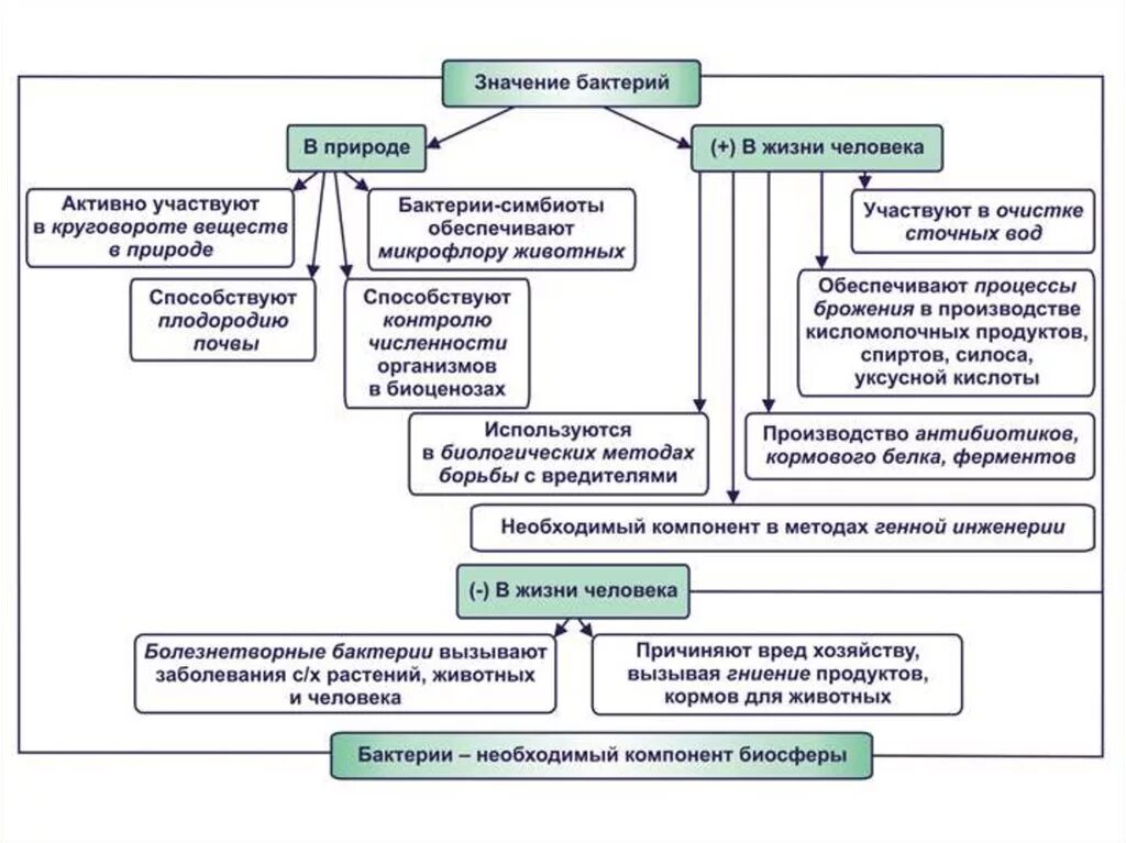 Плюсы бактерий в жизни человека. Составить схему роль бактерий. Схема роль бактерий в природе и жизни человека 5 класс биология. Схема роль бактерий в природе и жизни человека. Конспект по биологии роль бактерий в природе и жизни человека 5 класс.