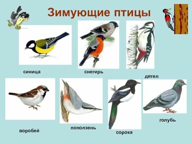 10января день зимующих птиц. 2025 МДОУ "Чудиновский детский сад" ВКонтакте