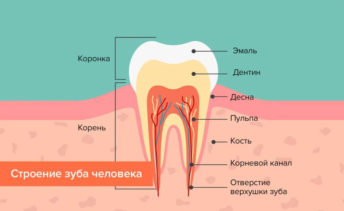 Из чего состоит зуб. Строение зуба человека схема. анатомическое строение зуба стоматология. строение коренного зуба. внутреннее строение зуба рисунок.