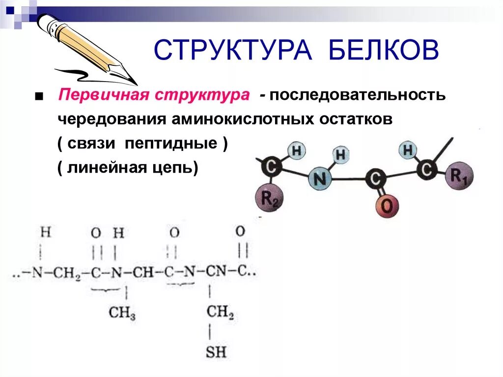 Пример первичного белка. Состав и строение белков 10 класс химия. Первичная структура белков функции. Структура белка биология 10 класс. Белки химия строение.