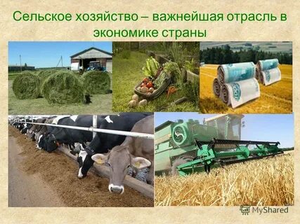 01 сельское
