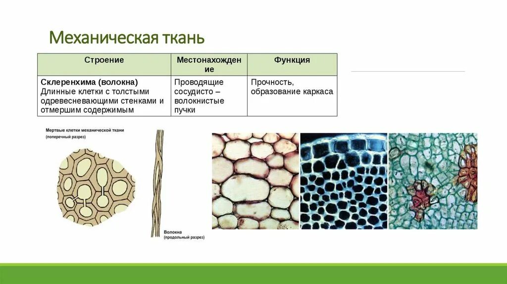 Часть механической ткани у растений. Механические ткани растений строение и функции. Механическая ткань растений склеренхима. Строение клеток механической ткани растений. Механическая ткань растений функции.