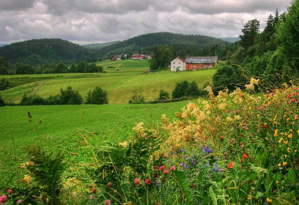 I live in the countryside. Растительный мир Дании. Флора Дании. Растительный мир Западной Европы. Растительность Дании кратко.