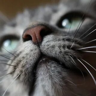 Носики котиков