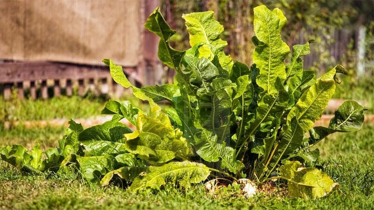 Хрен обыкновенный. Хрен в горшке. Хрен огородный. Хрен с ботвой. Листья хрена.