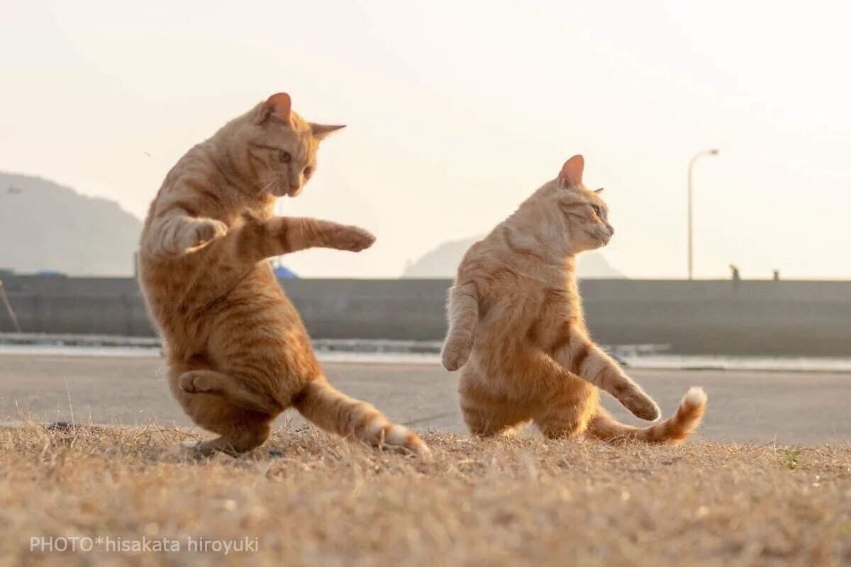 Где котики танцуют. Танцующий кот. Кот танцует. Кошки веселятся. Танцующие кошки.