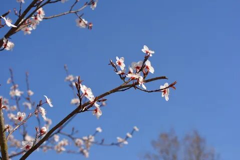 Spring begins