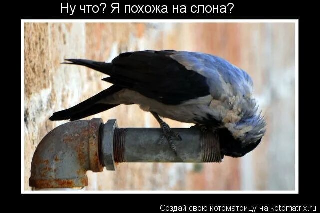 ноктюрн на флейте водосточных труб. сыграть на флейте водосточных труб. а вы ноктюрн сыграть смогли бы на флейте водосточных труб. ноктюрн на флейте. а вы ноктюрн сыграть могли бы на флейте водосточных труб.