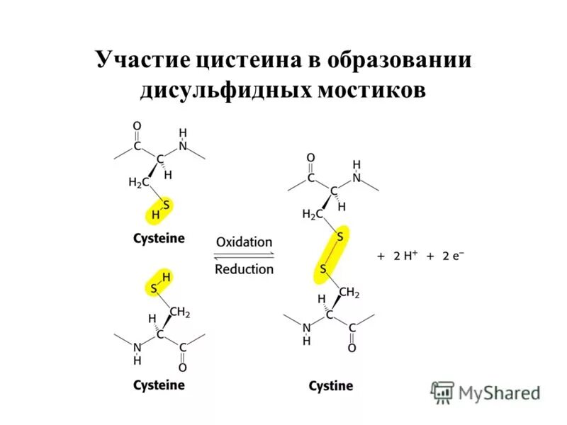 Дисульфидная связь образуется между. Образование дисульфидной связи между остатками цистеина. образование дисульфидных мостиков. дисульфидный мостик. образуются дисульфидные мостики.