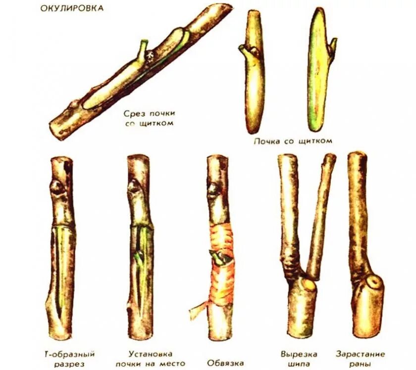 Срез черенка. Способы прививки плодовых деревьев окулировка. Прививка почкой (глазком) — окулировка. Прививка растений окулировка копулировка. Прививка яблони окулировкой.