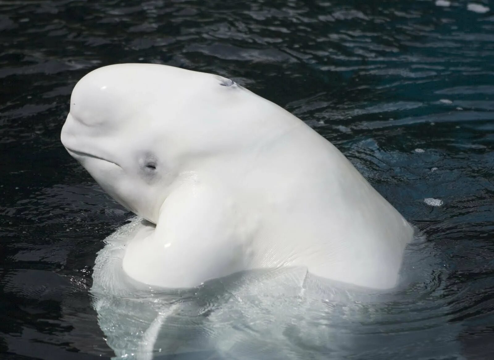 К какой группе относятся белухи. Белый кит Белуха. Белый Полярный кит Белуха. Полярный Дельфин Белуха. Белый Дельфин Белуха.