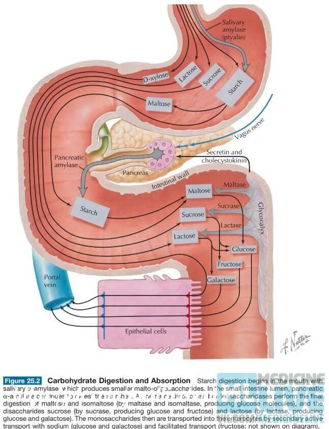 Переваривание белков в ротовой полости. Digestive System Physiology. Gastrointestinal Physiology. Biochemistry of digestion. Неттер гастроэнтерология.