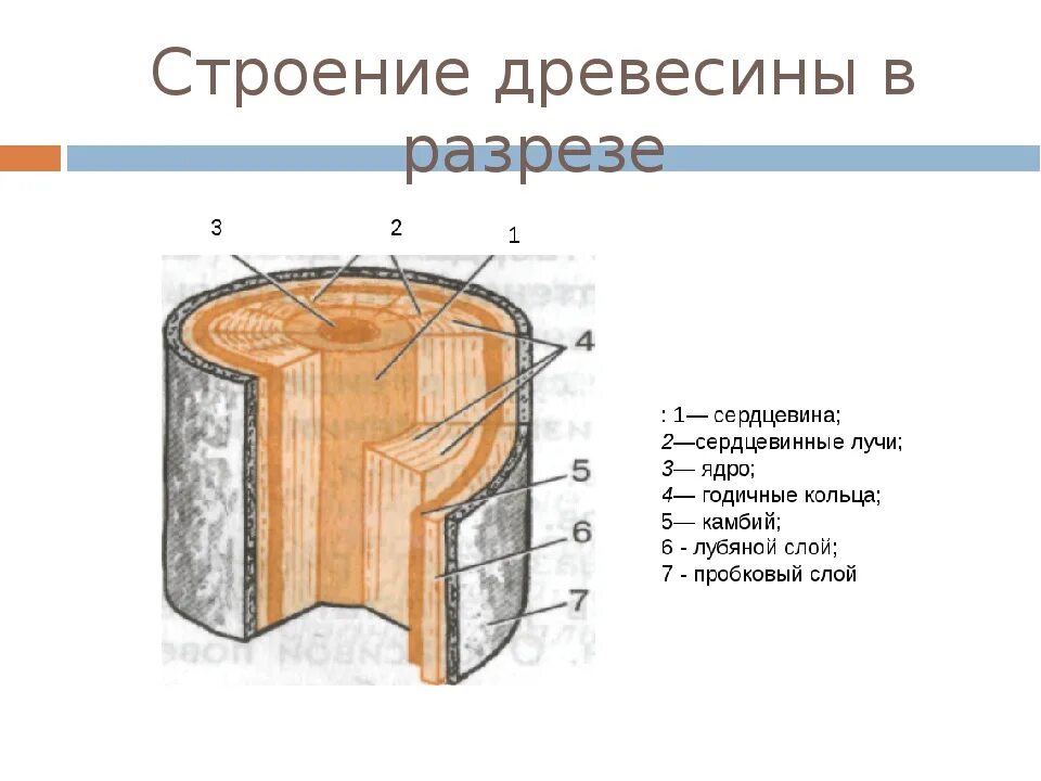 Срез кратко. Срез дерева строение биология. Поперечный срез ствола дерева строение. Строение стебля дерева в разрезе. Строение ствола дерева схема.