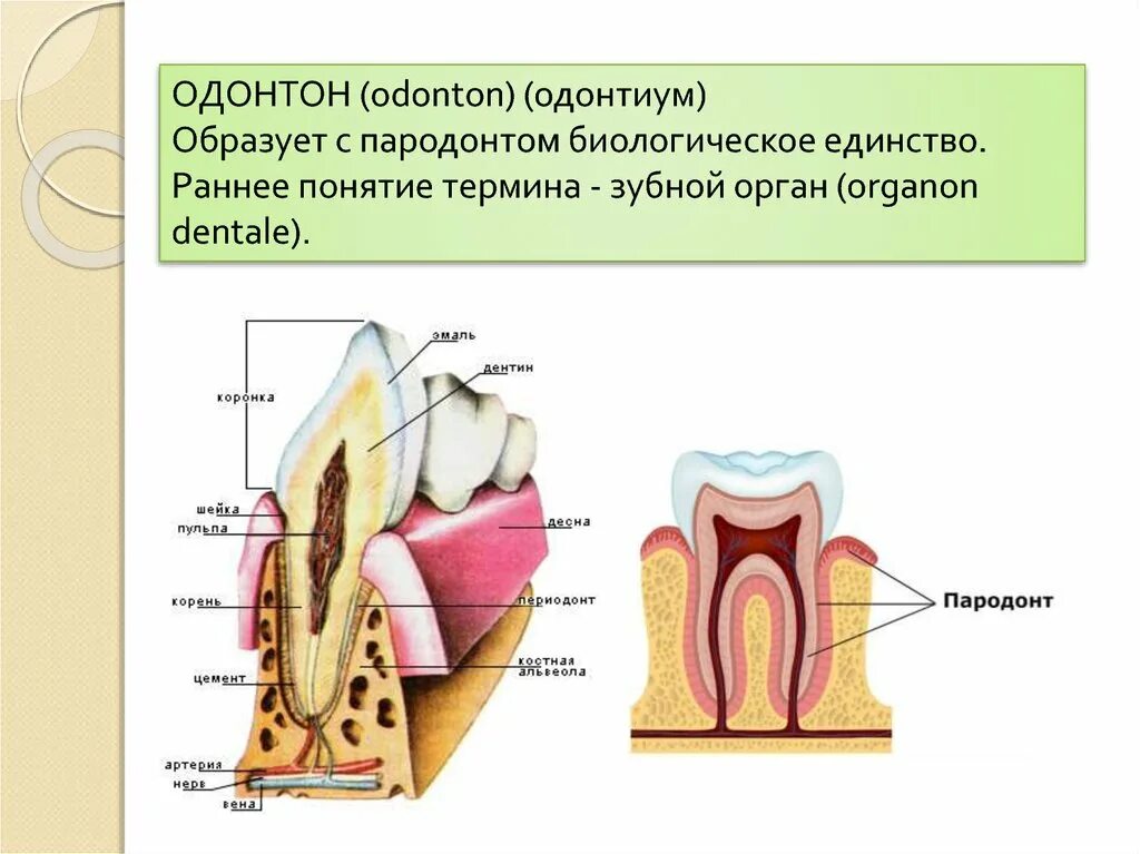 Рокс периодонт