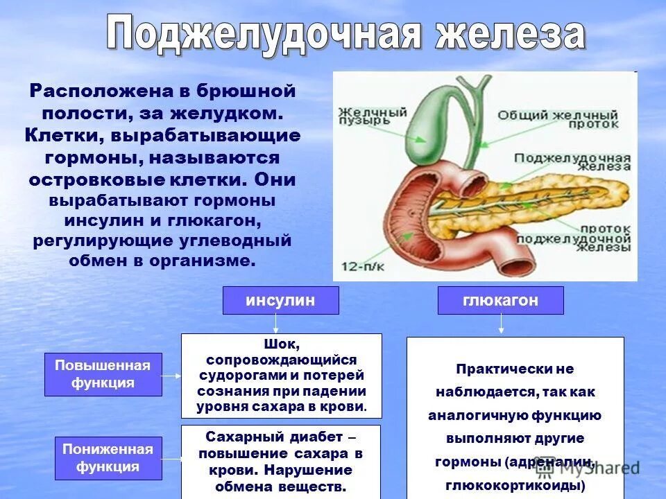 Низшие функции организма