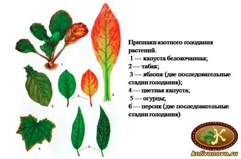 Внешние признаки листьев