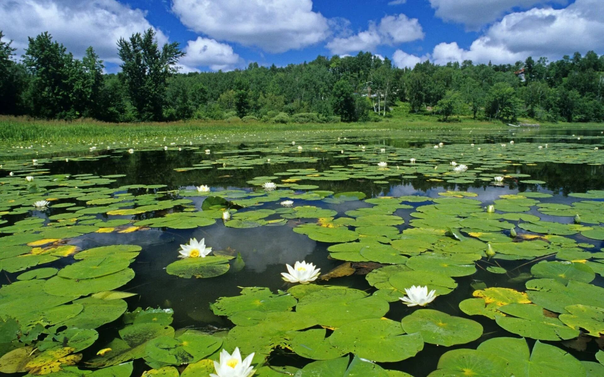 В болоте пресная вода. Озеро Селигер кувшинки. Растительность озера Селигер. Водокрас, Лотос водные растения.