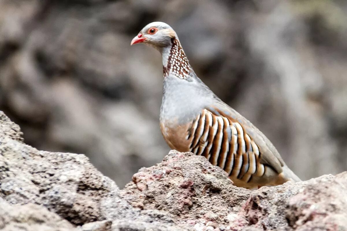 Горная курица. Горная алтайская куропатка кеклик. Горная курица. Птицы тасмании. Горная курица.