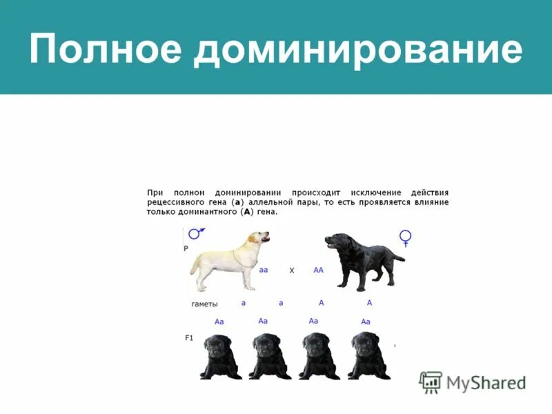 Полное доминирование это. 1 закон менделя закон единообразия гибридов 1 поколения. Полное доминирование это в генетике. Полное доминирование неполное доминирование кодоминирование. Полное доминирование генотип.