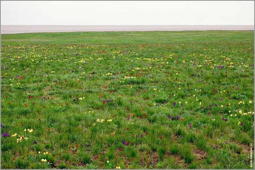 Растительный покров степи. Весенняястепь кулундийнской степи. Степные растения Астрахани. Шарчинская степь. Кайраккумская степь.