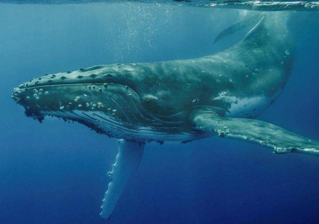 Самое большое водное животное