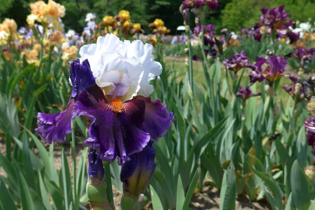 ирис карликовый черри гарден. бородатые ирисы нессоновой. ирис secret affair.