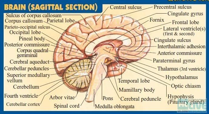 Воспаление мозга на латинском. Сагиттальный разрез мозга. Сагиттальный срез головного мозга. Головной мозг в разрезе анатомия. Промежуточный мозг Сагиттальный разрез головного мозга.