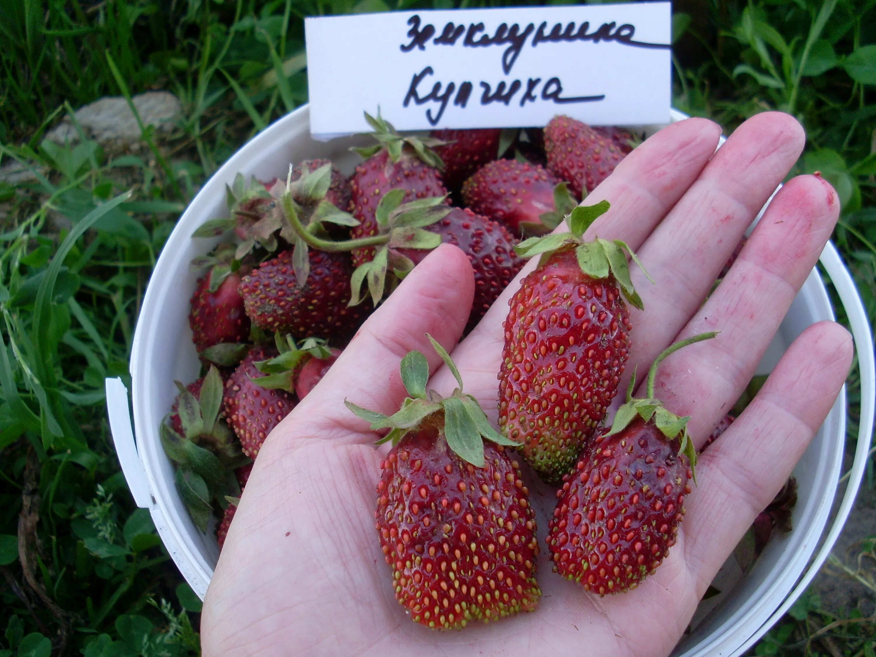 Земклуника Купчиха. Земляника Купчиха земклуника. Земклуника Купчиха цветение.